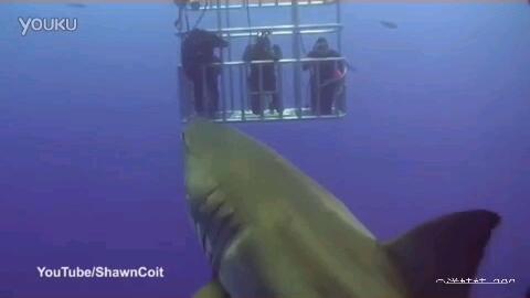 鲨鱼最新爆料视频大全集,揭秘海洋深处的秘密与奇观