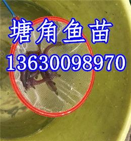 河源鱼价最新爆料,涨跌起伏，市场行情揭秘